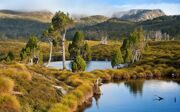 201342-tasmania-australia-lake-mountain-grass-trees-water-shrubs-nature-landscape