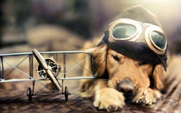 25683-dog-airplane-miniatures-pilot-golden_retrievers-animals-goggles-sunlight-748x468