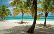 252079-nature-landscape-beach-tropical-palm_trees-dominican_republic-sea-caribbean-sand-island-summer